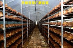 蘑菇架廠家直銷，食用菌蘑菇架子，食用菌網格